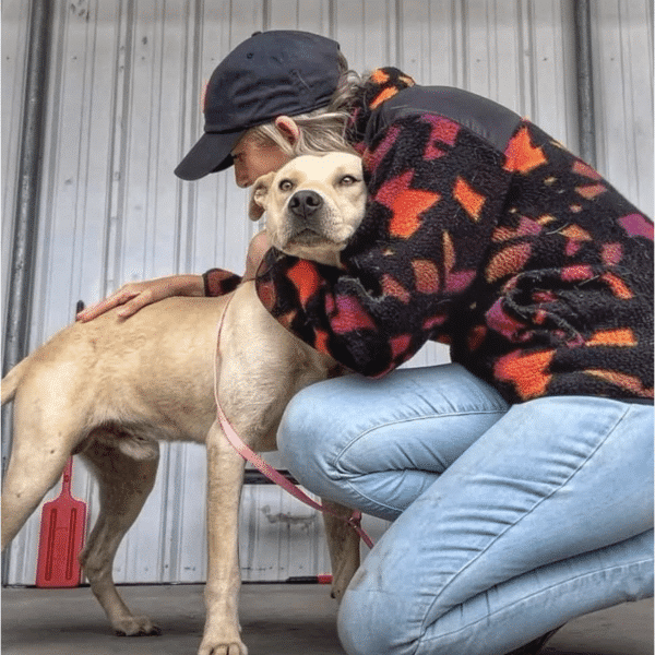 Jocko, a 2 yr old blonde labrador pitbull mix available for adoption at Marley's Mutts in Tehapachi, CA. He's being hugged by a man in this pic.
